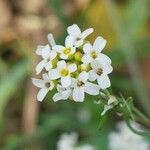 Calepina irregularis Floare