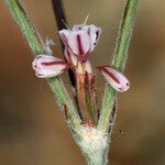 Eriogonum vimineum Virág