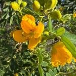 Senna multiglandulosa 花