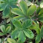 Alchemilla transiens Leaf