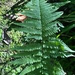 Dryopteris goldieana Leaf