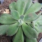 Echeveria coccinea List