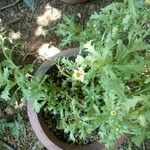 Mauranthemum paludosum Květ