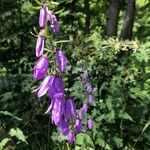 Campanula latifoliaFiore