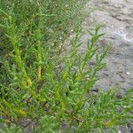 Salicornia europaea Folla