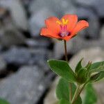 Lysimachia arvensis Flower