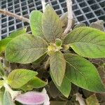 Kohleria hirsuta Leaf