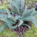 Asplenium ceterach 整株植物