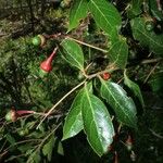 Nectandra ramonensis برگ