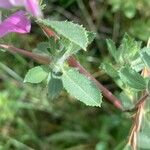 Ononis spinosa Leaf