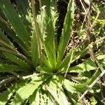 Plantago serraria Hoja