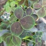 Oxalis purpurea Ліст