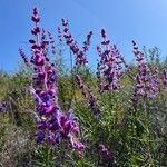 Trichostema lanatum Flor