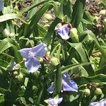 Tradescantia reverchonii Цвят