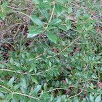 Olearia ilicifolia Habit