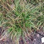 Carex sylvatica Blad