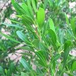 Dodonaea angustifolia Лист