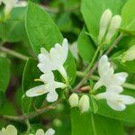 Lonicera maackii花