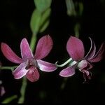 Dendrobium bigibbum Blüte