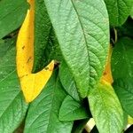 Cotoneaster frigidus Blatt