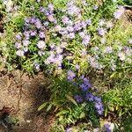 Symphyotrichum oblongifolium 花