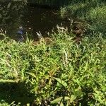 Persicaria punctata Habitat