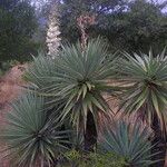 Yucca madrensis Хабит