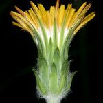 Agoseris grandiflora Fiore