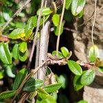 Cotoneaster dammeri Blatt