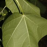 Jatropha curcas Blatt