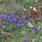 Iris lutescens 形態