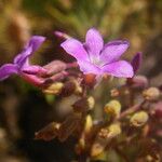 Campylanthus salsoloides Flower