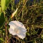 Convolvulus sepiumBlüte