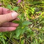 Rhexia virginica 葉