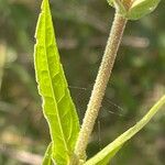 Lythrum salicaria (Foglia)