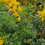 Genista monspessulana عادت داشتن