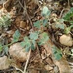 Medicago rigidula Fruit