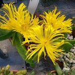 Glottiphyllum depressum Агульны выгляд