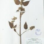 Anisomeles indica Beste bat