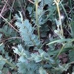 Sanguisorba minor Fuelha