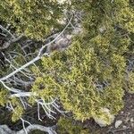 Juniperus monosperma Folha