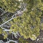 Juniperus monosperma Ліст