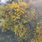 Genista stenopetala 花