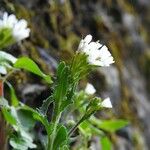 Arabis collina Hábitos