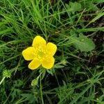 Ranunculus orthorhynchus Fleur