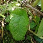 Betonica officinalis Feuille