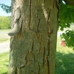 Acer buergerianum Schors