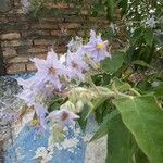 Solanum paniculatum Blüte