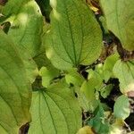 Smilax rotundifolia Leaf