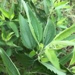 Eupatorium serotinumDeilen